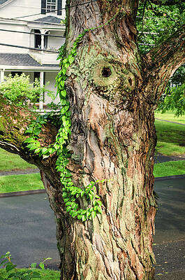Wall Art featuring the photograph Maple Trunk by Steven Nelson