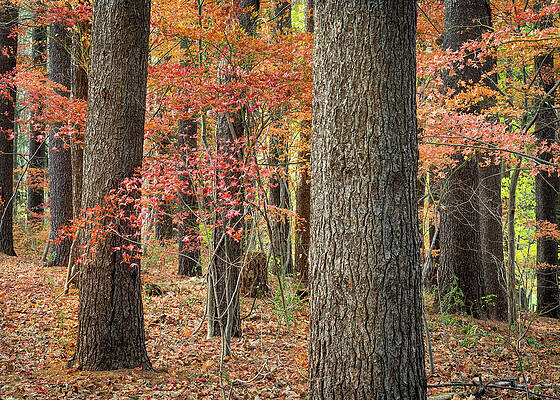 Fall Wall Art featuring the photograph Maples Among The Fall Foliage by Dave King