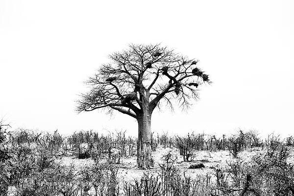 Wall Art featuring the photograph Mapungubwe by Mia Badenhorst