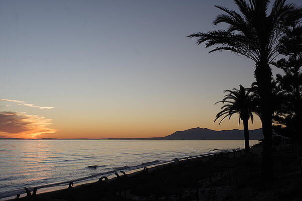 Wave Photograph - Marbella Sunset With Tree Silhouette by Murray Croft