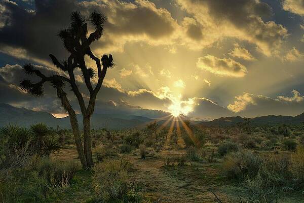 Nature Photograph - March 2025 Joshua Tree Desert Sunset by Alain Zarinelli