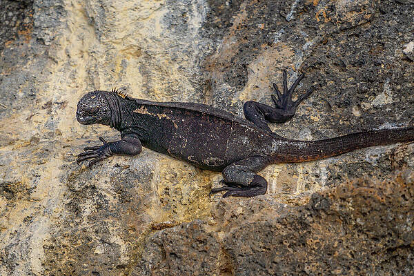 Wall Art featuring the photograph Marine Iguana Of Genovesa Island by Nancy Gleason