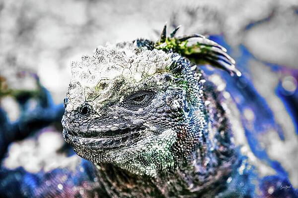 Marine Iguana Under the Sun by Bruce Block