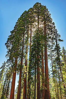 Wall Art featuring the photograph Mariposa Grove Sequoia Trees, California by Abbie Warnock