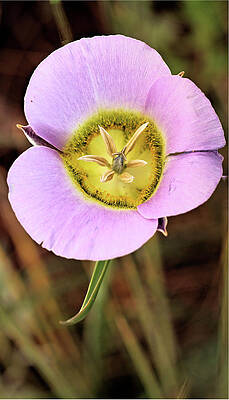 Wildflower Photograph - Mariposa Lily by Bob Falcone