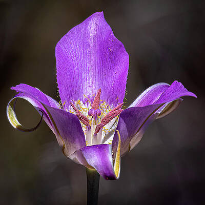 Flower Photograph - Mariposa Passion by Tim Lyden