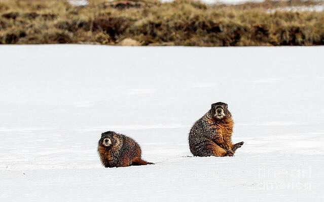 Colorado Wall Art featuring the photograph Marmot Pair by Shirley Dutchkowski