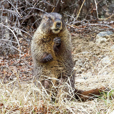 Colorado Wall Art featuring the photograph Marmot Sitting Up by Shirley Dutchkowski