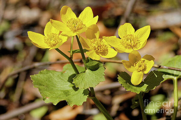 Marsh Photograph - Marsh Marigold by Natural Focal Point Photography