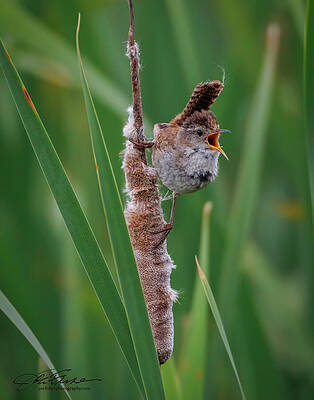Beak Photograph - Marsh Wren Call by Joe Fisher