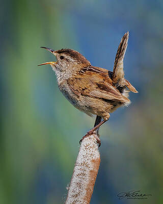 Wing Photograph - Marsh Wren by Joe Fisher