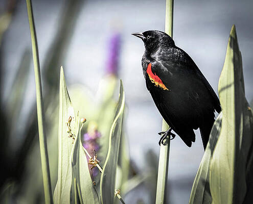Wall Art featuring the photograph Marshland Red Winged Blackbird by Rebecca Herranen