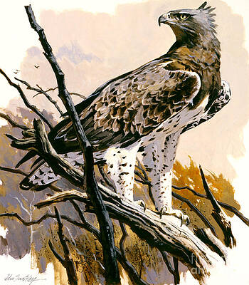 Nature Wall Art featuring the painting Martial Eagle by John Swatsley