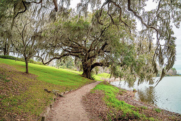 Wall Art featuring the photograph Massive Oak Tree 2 by Cindy Robinson