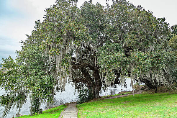 Wall Art featuring the photograph Massive Oak Tree by Cindy Robinson