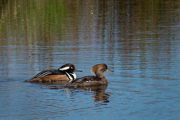 Wilderness Wall Art featuring the photograph Mated Pair Of Hooded Mergansers At Nisqually River by Nancy Gleason