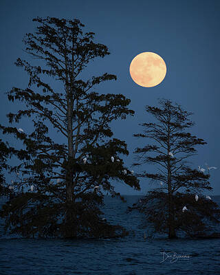 Wildlife Photograph - Mattamuskeet Moonrise 0792 Revisited by Dan Beauvais