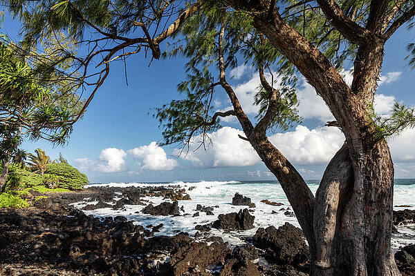 Rock Wall Art featuring the photograph Maui Ocean Trees by Craig A Walker