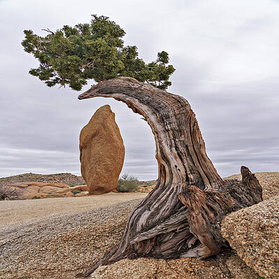 Nature Photograph - May 2019 Joshua Tree And Obelisk by Alain Zarinelli