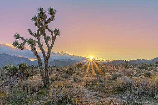 Serene Photograph - May 2021 Joshua Tree Sunset by Alain Zarinelli