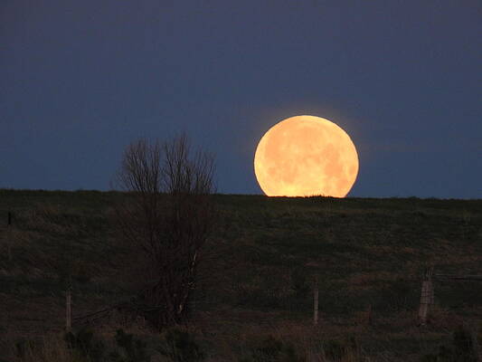 Sky Photograph - May 2022 Full Moon Setting 4 by Amanda R Wright