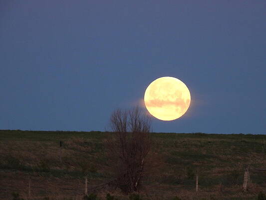 Sky Photograph - May 2022 Full Moon Setting by Amanda R Wright