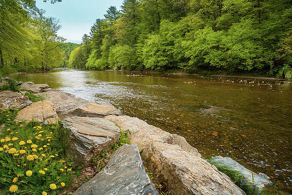 Serene River with Lush Green Trees Wall Art