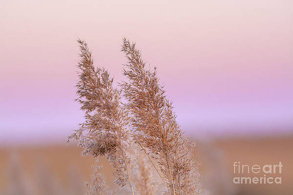 Wall Art featuring the photograph Meadow Breeze by Rehna George