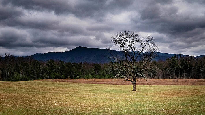Lone Tree in a Vast Field Wall Art