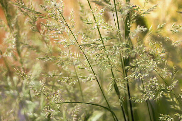 Nature Wall Art featuring the photograph Meadow Feathers by Dodie Ross