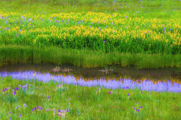 Yellow Wall Art featuring the photograph Meadow Of Wildflowers In Colorado by Kevin Schwalbe