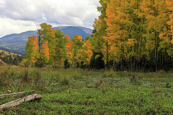 Sky Wall Art featuring the photograph Meadow To Mountain by Steve Templeton