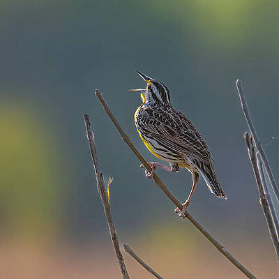 Tennessee Wall Art featuring the photograph Meadowlark Song by Douglas Wielfaert