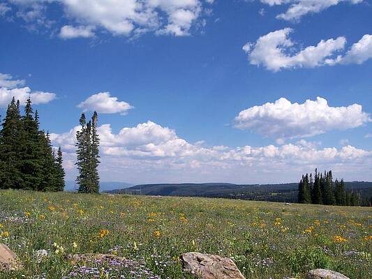 Colorado Wall Art featuring the photograph Meadows And Mountains by Amanda R Wright