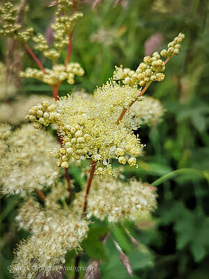 Nature Photograph - Meadowsweet by Mark Callanan