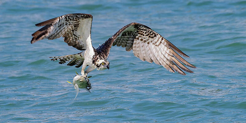 Florida Photograph - Catch Of The Day by RD Allen