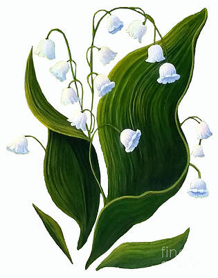 Megan's Lily of the Valley Sans Background Color by Sarah Irland
