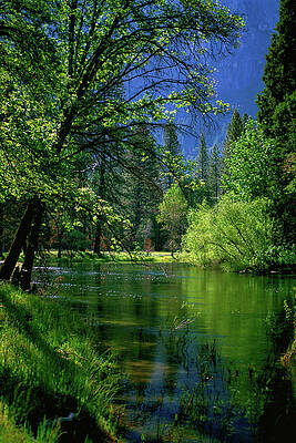 Tree Photograph - Merced Stillness In Yosemite National Park by Bonnie Colgan