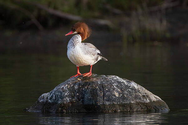 Wildlife Photograph - Merganser Hen On A Rock - Sacramento River - Redding CA by Mike Lee