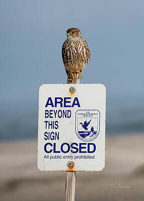 Abstract Photograph - Merlin 2896 by Dan Beauvais