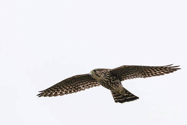 Minneapolis Photograph - Merlin Over Cedar Bridge In Minneapolis by Natural Focal Point Photography