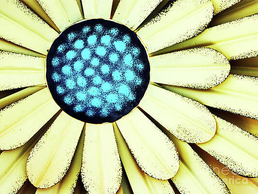 Wall Art featuring the photograph Metal Petals by Rick Locke - Out of the Corner of My Eye