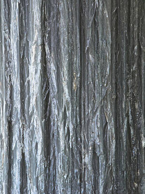 Photograph - Metallic Bark by Matt Halvorson