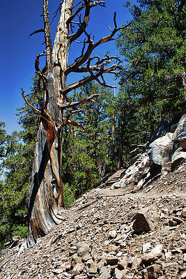 Wall Art featuring the photograph Methuselah Trail Guard by American Landscapes
