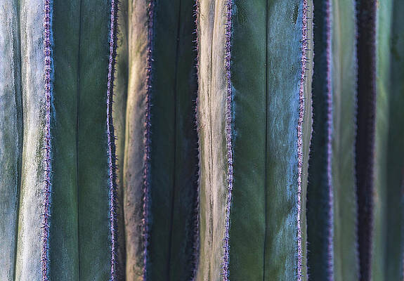 Beautiful Photograph - Mexican Fence Post Cactus Close Up, Arizona by Abbie Warnock