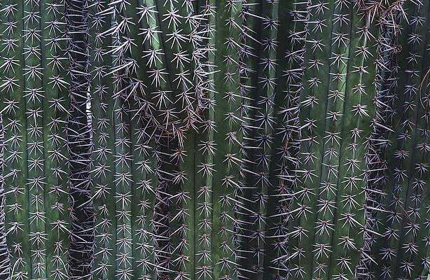Beautiful Photograph - Mexican Organ Pipe Cactus, Arizona by Abbie Warnock