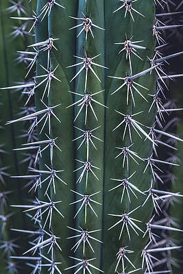 Beautiful Photograph - Mexican Organ Pipe Cactus Close Up, Arizona - Vertical by Abbie Warnock
