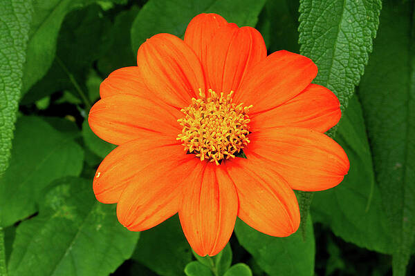 Photograph - Mexican Sunflower by Brian Weber