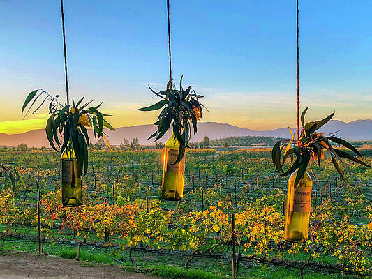 Mexico Photograph - Mexico Wine Country Sunset by William Scott Koenig