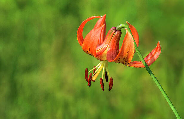 Summer Photograph - Michigan Lily by Michael Collins